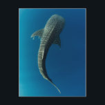 Top view of a Whale Shark Postcard<br><div class="desc">Pete Oxford / DanitaDelimont.com</div>