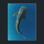 Top view of a Whale Shark Postcard<br><div class="desc">Pete Oxford / DanitaDelimont.com</div>