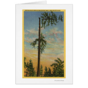 Topping Giant Spruce for 200 ft. Sailing