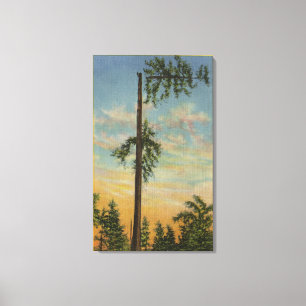 Topping Giant Spruce for 200 ft. Sailing Canvas Print