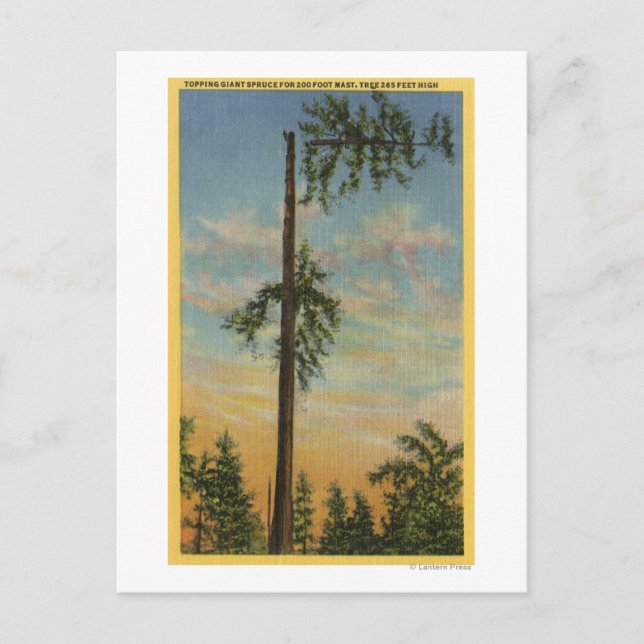 Topping Giant Spruce for 200 ft. Sailing Postcard (Front)