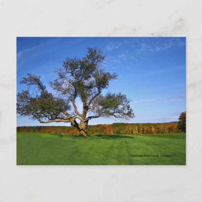 Topsmead State Forest, Litchfield CT Postcard (Front)