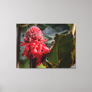 Torch Ginger in the Rainforest of Costa Rica Canvas Print