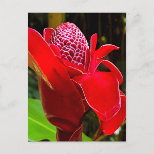 Torch Ginger Postcard