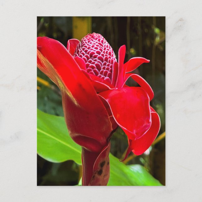Torch Ginger  Postcard (Front)