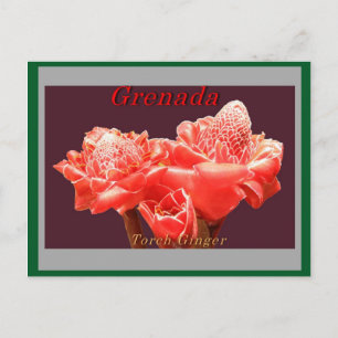Torch Ginger Postcard