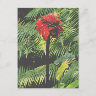 Torch Ginger  Postcard