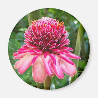 Torch Ginger tropical flower Magnet