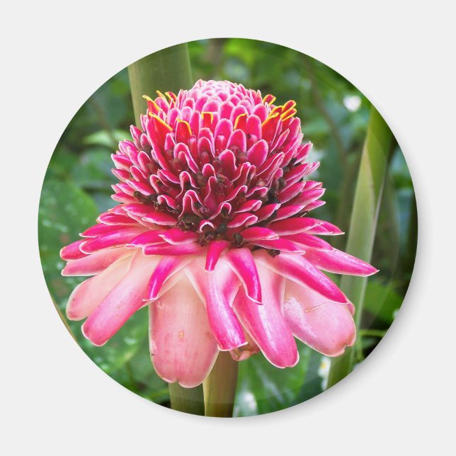 Torch Ginger tropical flower Magnet (Front)
