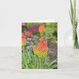 Torch Lily Card