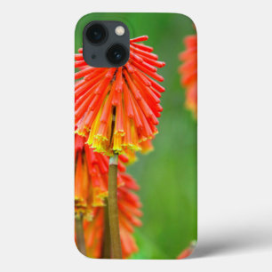 Torch Lily (Kniphofia Uvaria), Western Cape iPhone 13 Case