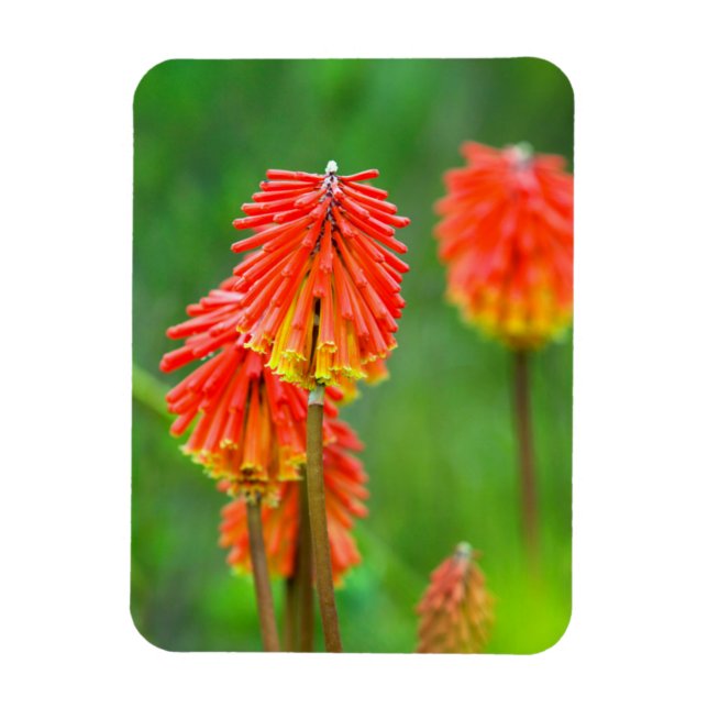 Torch Lily (Kniphofia Uvaria), Western Cape Magnet (Vertical)
