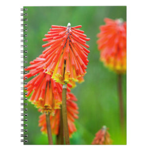 Torch Lily (Kniphofia Uvaria), Western Cape Spiral Notebook