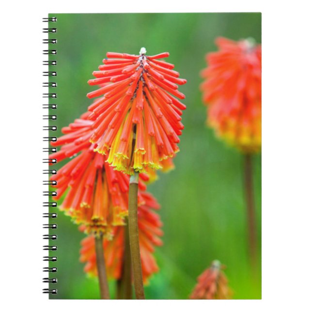 Torch Lily (Kniphofia Uvaria), Western Cape Spiral Notebook (Front)
