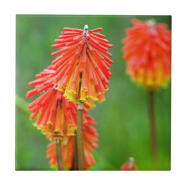 Torch Lily (Kniphofia Uvaria), Western Cape Tile (Front)