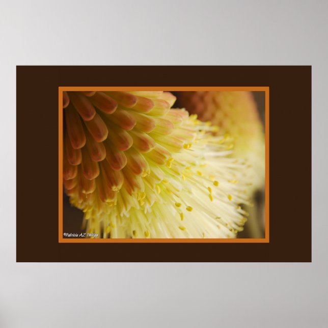 Torch Lily Red Hot Poker Flower Close-Up Photo Poster (Front)