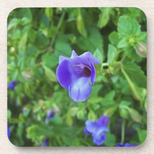 Torenia Coaster