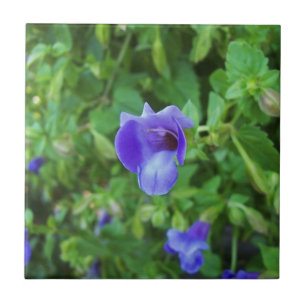 Torenia Tile