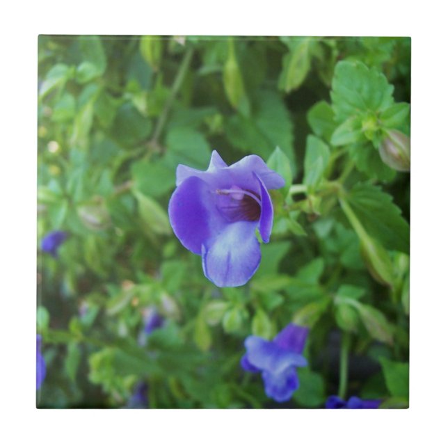 Torenia Tile (Front)