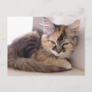 Tori Postcard