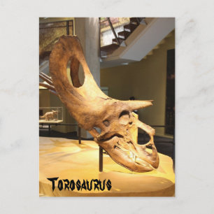 Torosaurus Postcard