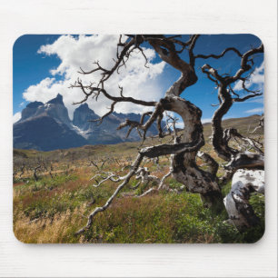 Torres del Paine National Park, fire damaged trees Mouse Pad