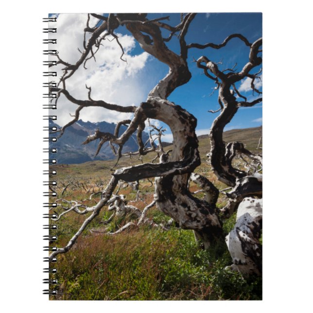 Torres del Paine National Park, fire damaged trees Notebook (Front)