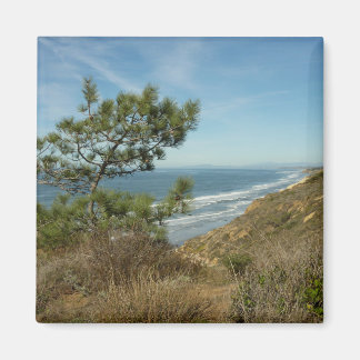 Torrey Pine and California Coastline Landscape Magnet