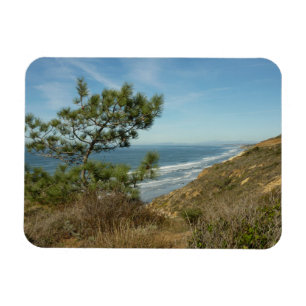Torrey Pine and California Coastline Landscape Magnet