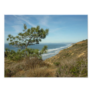 Torrey Pine and California Coastline Landscape Photo Print
