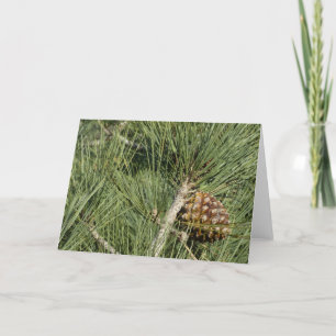 Torrey Pine Closeup California Botanical Card