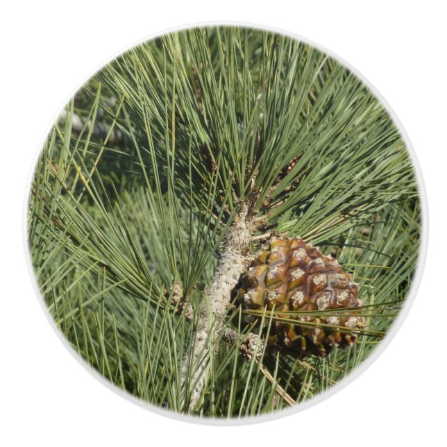 Torrey Pine Closeup California Botanical Ceramic Knob (Front)