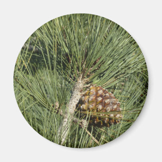 Torrey Pine Closeup California Botanical Magnet