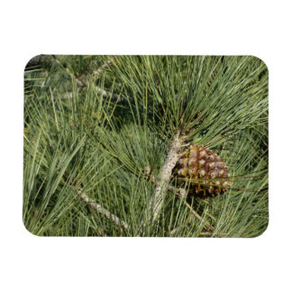 Torrey Pine Closeup California Botanical Magnet