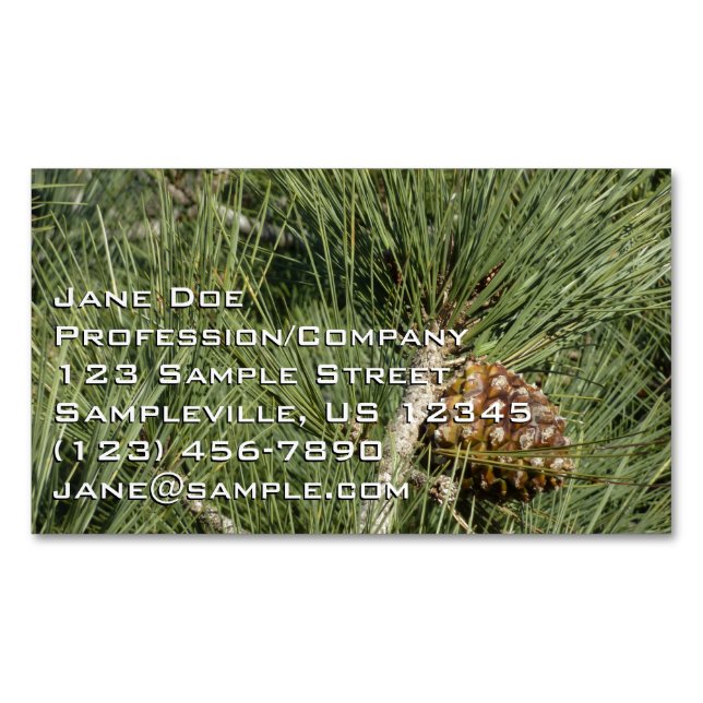 Torrey Pine Closeup California Botanical Magnetic Business Card (Front)