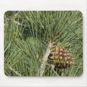 Torrey Pine Closeup California Botanical Mouse Pad