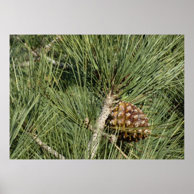 Torrey Pine Closeup California Botanical Poster (Front)