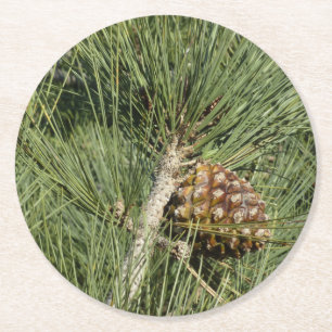 Torrey Pine Closeup California Botanical Round Paper Coaster
