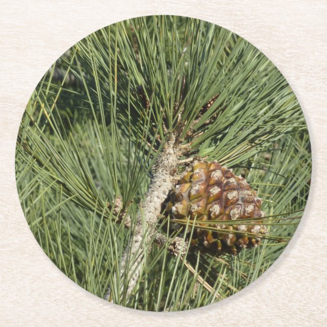 Torrey Pine Closeup California Botanical Round Paper Coaster (Front)