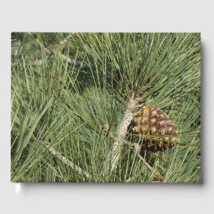 Torrey Pine Closeup Guest Book