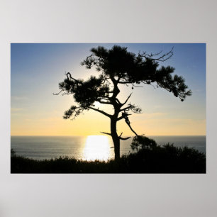 Torrey Pine Silhouette Matte Canvas Poster