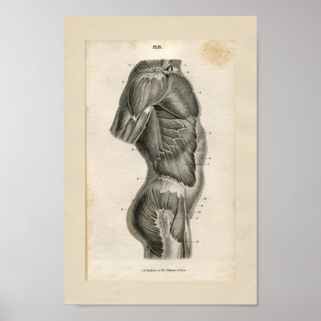 Torso Muscles Vintage Anatomy Print (Front)