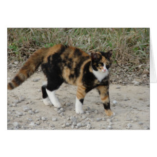 Torti Spooked