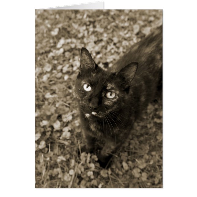 Tortie Cat Cards (Front)