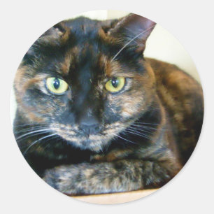 tortie cat stickers