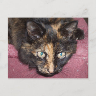 Torties Rule! Postcard