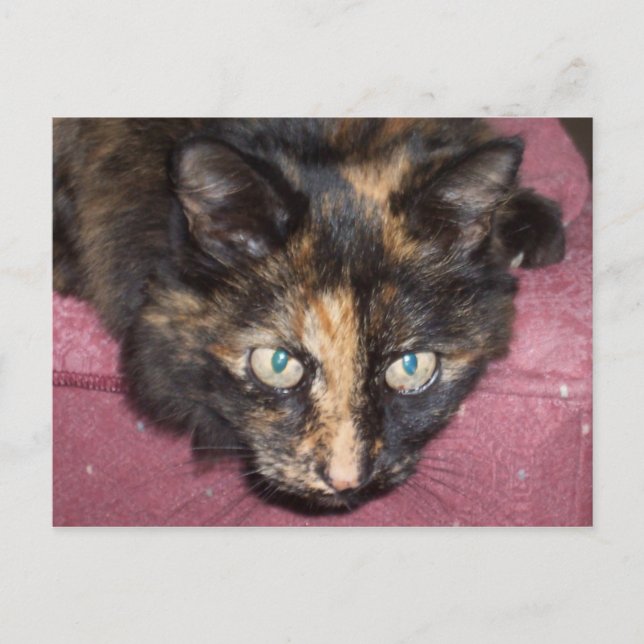 Torties Rule! Postcard (Front)