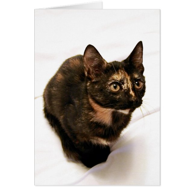 Tortitude Card (Front)
