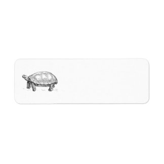 Tortoise