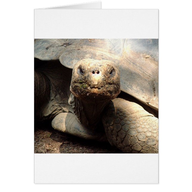 Tortoise (Front)